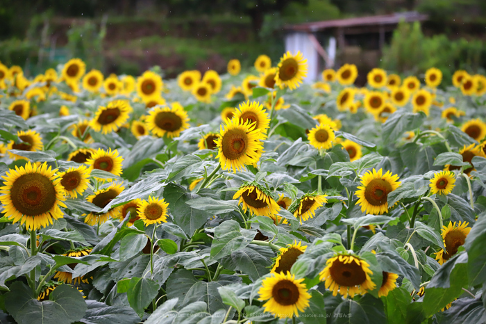 奈良 五條市 上野公園のひまわり 2017 ／ Canon EOS 6DMarkII - お写ん歩